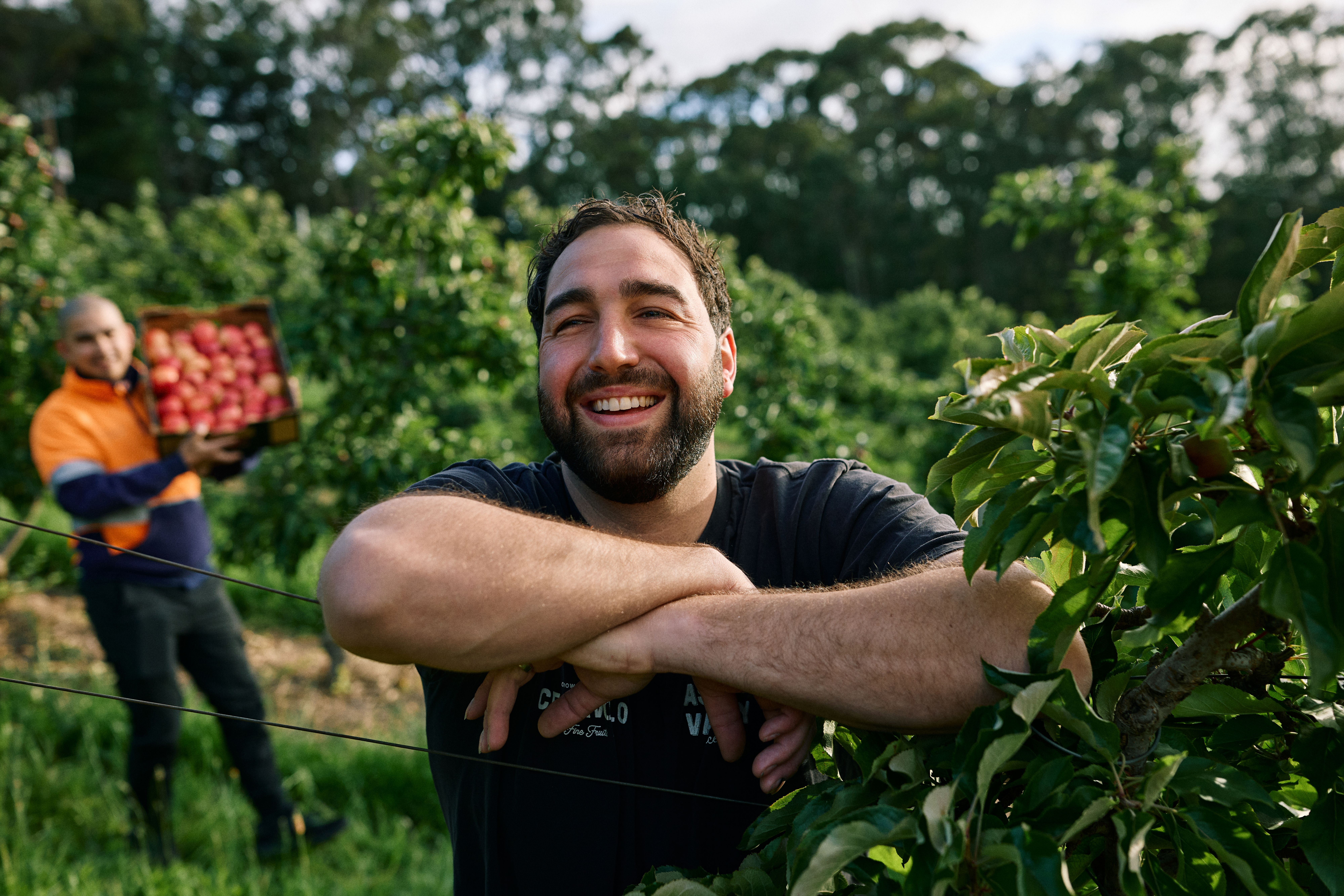 Happy man working in an apple orchard
